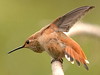 hummingbirdlover > Birds photo