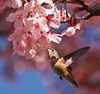 hummingbirdlover > Birds photo