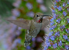 hummingbirdlover > Birds photo