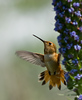 hummingbirdlover > Birds photo
