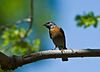 hummingbirdlover > Birds photo