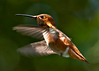 hummingbirdlover > Birds photo