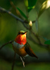 hummingbirdlover > Birds photo