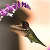 hummingbirdlover > San Juan Capistrano Mission photo